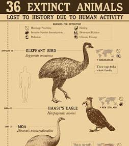 Download Free Extinct Infographics,Extinct Infographic 