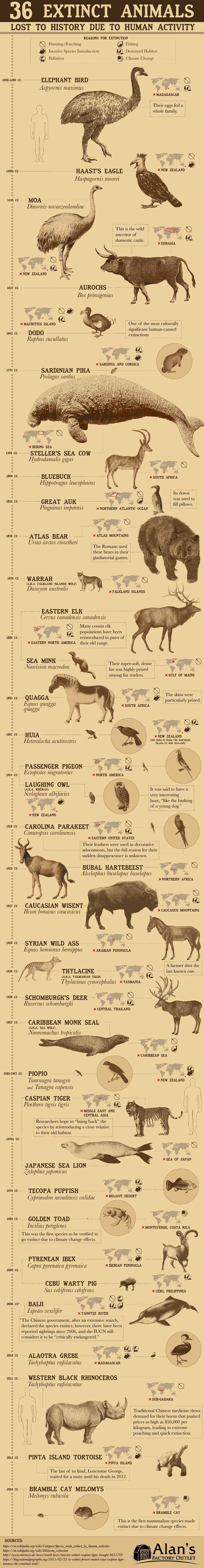 Infographic on 36 Extinct Animals Lost to History Due to Human Activity by AlansFactoryOutlet