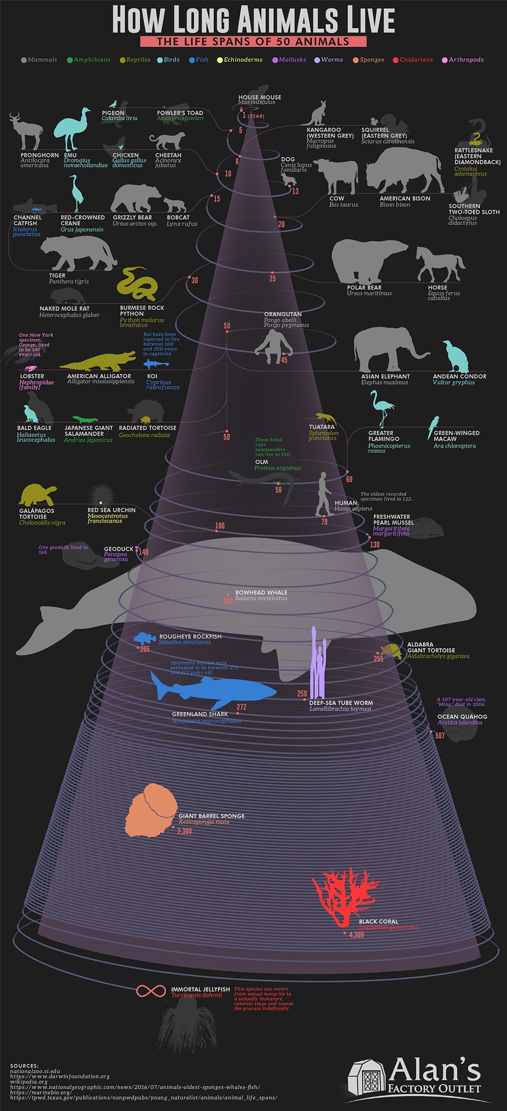 Infographic on How Long Animals Live - The Life Spans of 50 Animals by Alans Factory Outlet