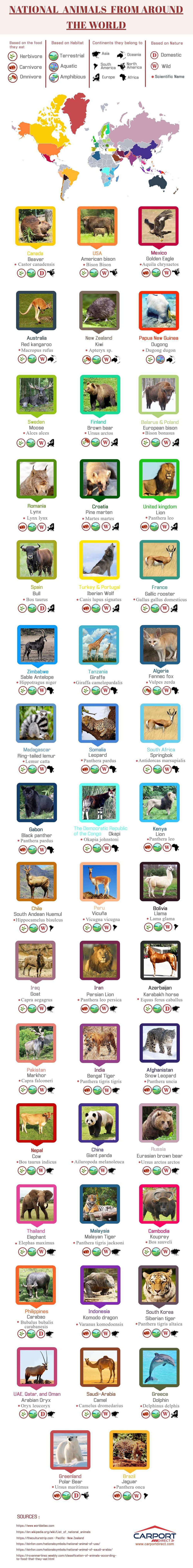 Infographic on National Animals From Around the World by Carport Direct