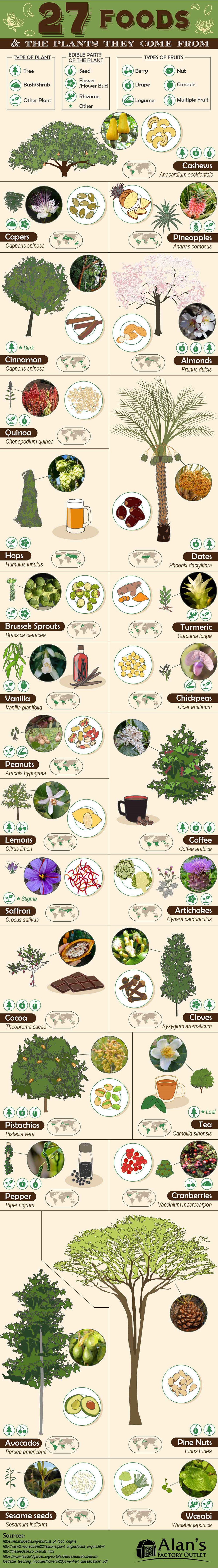 Infographic on 27 Foods and the Plants They Come From by AlansFactoryOutlet