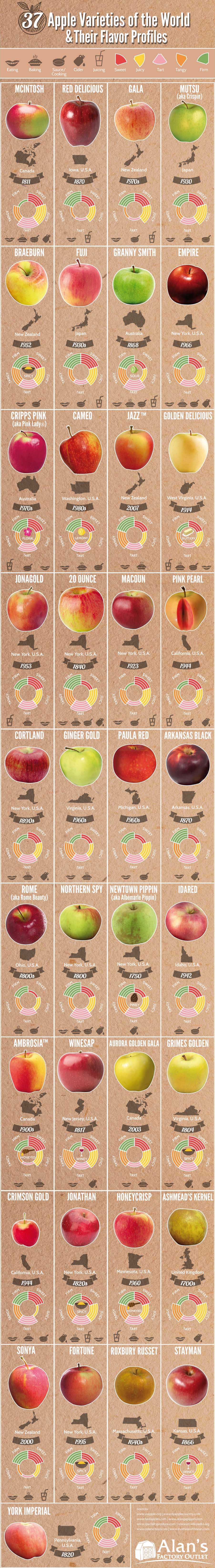 Infographic on 37 Apple Varieties of the World & Their Flavor Profiles by Alans Factory Outlet