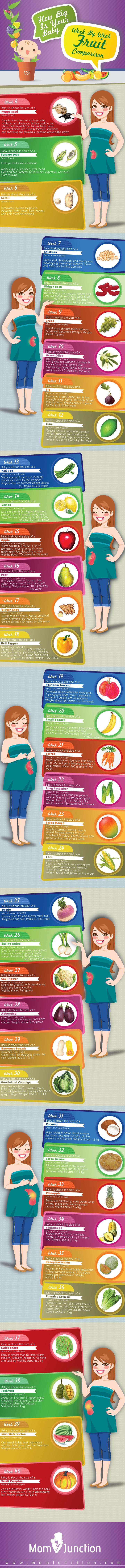 Infographic on How Big is Your Baby - Week by Week Fruit Comparison by MomJunction