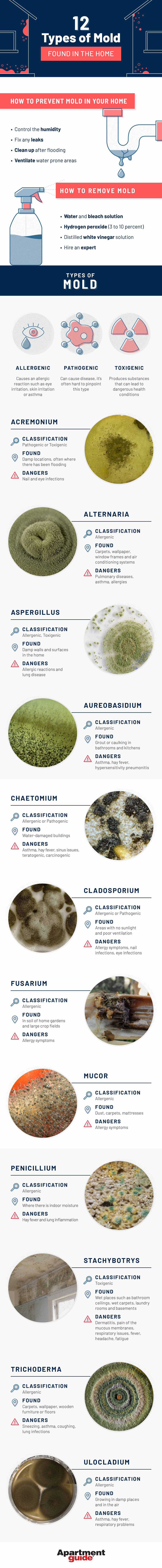 Infographic on 12 Types of Mold Found in the Home by ApartmentGuide