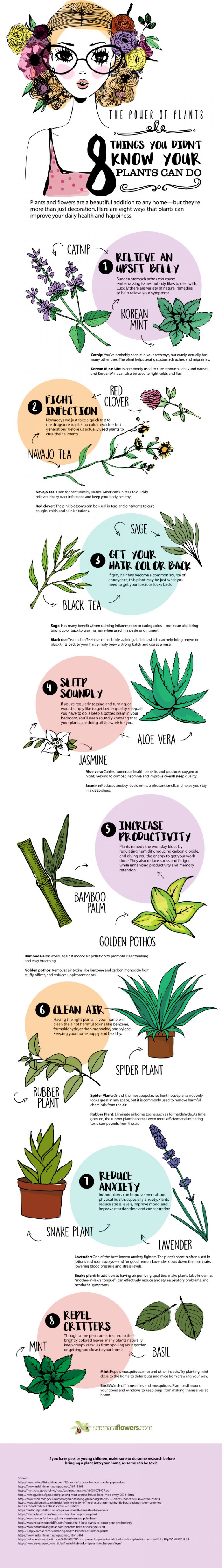 Infographic on The Power of Plants - 8 Things You Didn’t Know Your Plants Can Do by serenataflowers