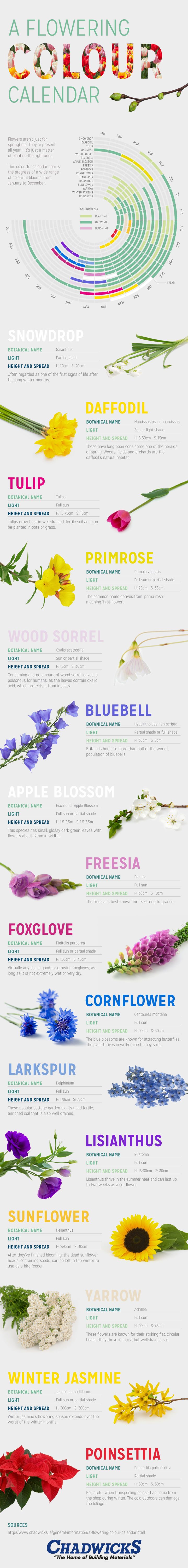 Infographic on A Flowering Color Calendar by chadwicks