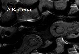 A Bacteria Powerpoint Presentation