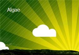 Algae Powerpoint Presentation
