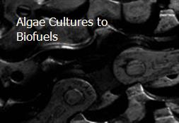 Algae Cultures to Biofuels Powerpoint Presentation