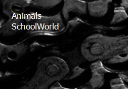 Animals - SchoolWorld Powerpoint Presentation