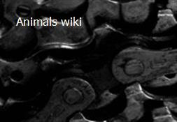 Animals wiki Powerpoint Presentation