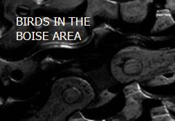 BIRDS IN THE BOISE AREA Powerpoint Presentation