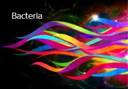 Bacteria Powerpoint Presentation