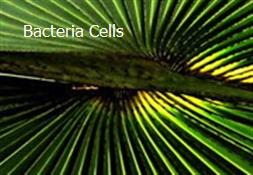 Bacteria Cells Powerpoint Presentation