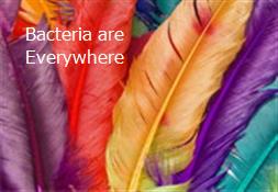 Bacteria are Everywhere Powerpoint Presentation