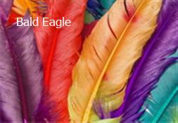 Bald Eagle Powerpoint Presentation