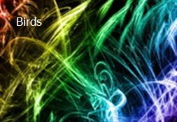 Birds Powerpoint Presentation