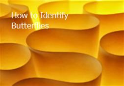 How to Identify Butterflies Powerpoint Presentation