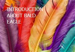 INTRODUCTION ABOUT BALD EAGLE Powerpoint Presentation