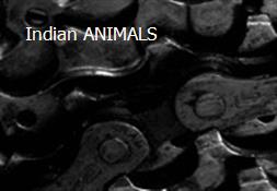 Indian ANIMALS Powerpoint Presentation