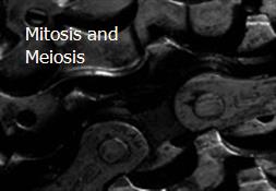 Mitosis and Meiosis Powerpoint Presentation