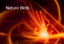 Nature Birds Powerpoint Presentation