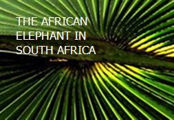 THE AFRICAN ELEPHANT IN SOUTH AFRICA Powerpoint Presentation