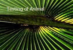 Testing of Animal Powerpoint Presentation