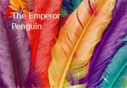 The Emperor Penguin Powerpoint Presentation