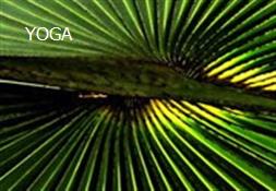 YOGA Powerpoint Presentation