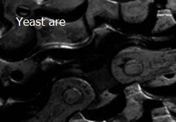 Yeast are Powerpoint Presentation