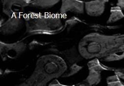 A Forest Biome Powerpoint Presentation