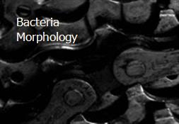Bacteria Morphology Powerpoint Presentation