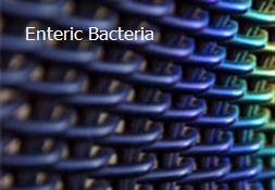 Enteric Bacteria Powerpoint Presentation