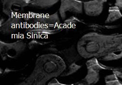 Membrane antibodies=Academia Sinica Powerpoint Presentation