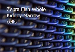 Zebra Fish Whole Kidney Marrow cells Powerpoint Presentation
