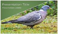 Pigeon Free Ppt Template