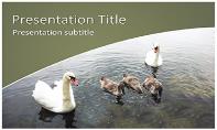 Swans Free Ppt Template