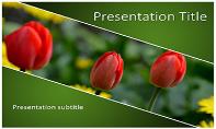 Tulips Free Ppt Template