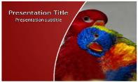 Rainbow Lorikeet Free Ppt Template