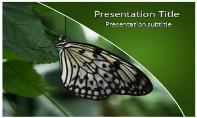 Butterfly Free Ppt Template