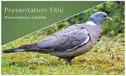 Pigeon Free Ppt Template