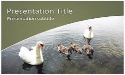 Swans Free Ppt Template