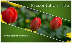 Tulips Free Ppt Template