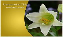 Whilte Tulip Free Ppt Template