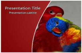 Free Rainbow Lorikeet PowerPoint Template
