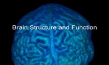 Basic Brain Structure and Function PowerPoint Presentation