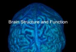 Basic Brain Structure and Function PowerPoint Presentation