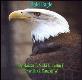About Bald Eagle Powerpoint Presentation