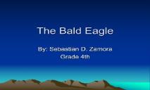 The Bald Eagle PowerPoint Presentation